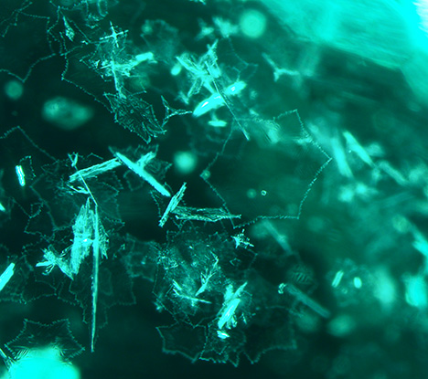 Figure 1. Many six-pointed star-shaped platelets and round gas bubbles are observed in this artificial glass. Photomicrograph by Kanako Otsuka; field of view  2.51 mm.