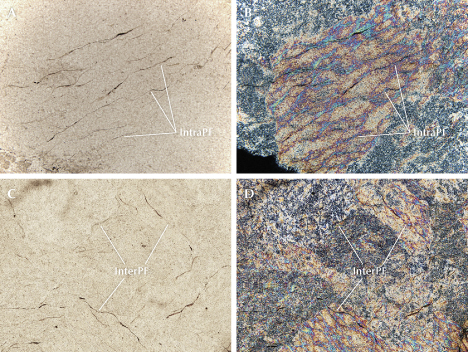 Figure 12. Two fissure types in sample ELS27. A and B: Intrapseudomorph fissures (IntraPF) were curved rather than flat, mainly developed along the long fiber veins, and some even bifurcated when crossing the intersecting veins. C and D: Interpseudomorph fissures (InterPF) were rarely observed and developed along the pseudomorph boundary. Plane-polarized illumination (A and C) and cross-polarized illumination (B and D). Photomicrographs by Meiyu Shih; fields of view 1.75 mm (A and B) and 3.50 mm (C and D).
