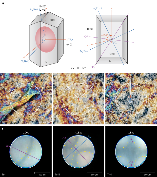 Figure 16. A: Schematic diagram of the optical orientation of tremolite. The red oval represents the optical indicatrix, which is biaxial negative; the purple lines represent the optical axes (OA); the orange lines represent the crystallographic axes (<em>a</em>, <em>b</em>, and <em>c</em>); and the blue lines represent the optic principal axes (Bxa, Bxo, N<sub>m</sub>) and the corresponding minimum (N<sub>p</sub>; 1.599–1.612), intermediate (N<sub>m</sub>; 1.614–1.626), and maximum (N<sub>g</sub>; 1.625–1.637) refractive indices. B: Photomicrographs of Tr-I, Tr-II, and Tr-III in cross-polarized light. The orange lines and orange dot denote the possible orientations of the <em>a</em>-axis and correspond to the OA, while the white lines represent the possible orientations of the <em>b</em>- and <em>c</em>-axes. The blue dot marks the orientation of Bxa. C: Conoscopic interference images of Tr-I, Tr-II, and Tr-III. The yellow dashed lines outline the isogyre, the purple lines and purple dots correspond to the OA, and the white circle is the visual area size of the conoscope. Images by Meiyu Shih (B) and Biqian Xing (C).