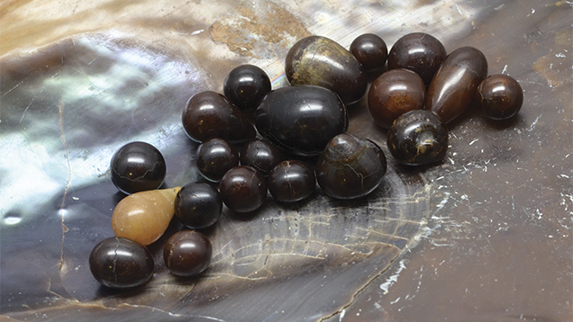 Jekyll Island - #WildlifeWednesday: Rigid pen shells are also called stiff pen  shells. The insides of these fan-shaped shells are smooth and shiny, like  mother-of-pearl, while the outside is covered with rough