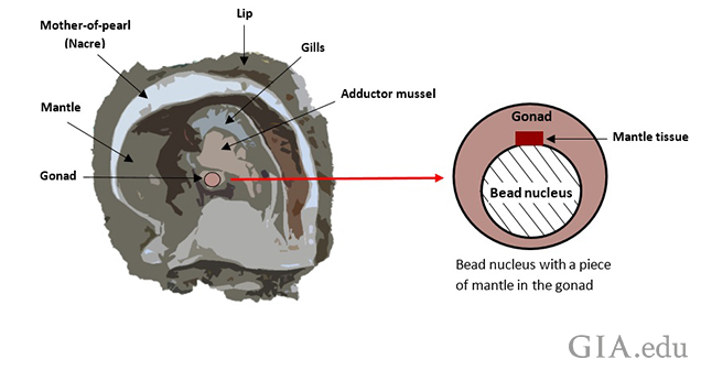 Pinctada species mollusk