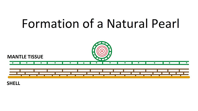 Diagram of natural cyst (whole) pearl formation.