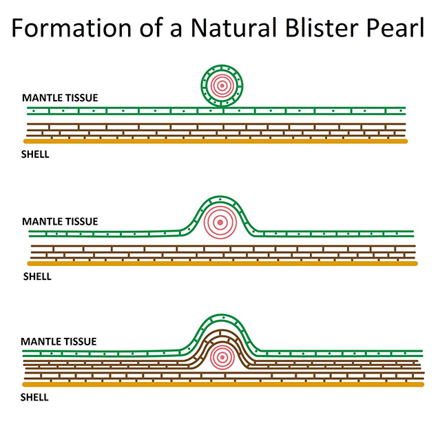 Diagram of natural blister pearl formation.