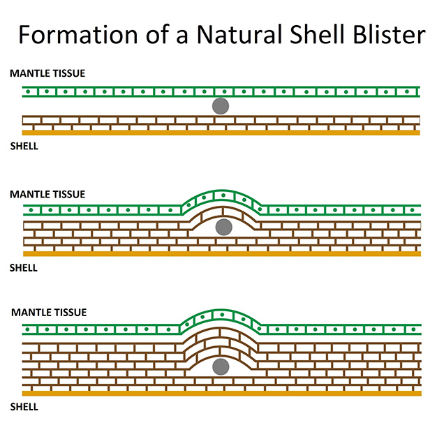 Diagram of natural shell blister formation.