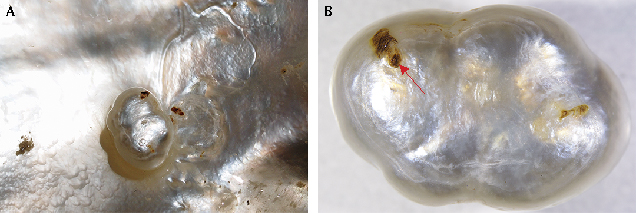 Natural pearl removed from host shell.