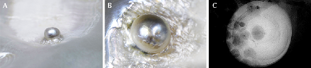 Figure 9. A: Photo of natural blister pearl (B-7) showing a near-round pearl affixed to its host’s shell with uneven nacre layers around it. Photo by Lhapsin Nillapat. B: Photomicrograph showing the rippled nacreous layers securing the pearl to the shell. Photo by Kwanreun Lawanwong; field of view 14.40 mm. C: Microradiograph revealing an internal scene comprised of a small dark organic-rich core surrounded by concentric growth arcs, typical of many natural pearls.