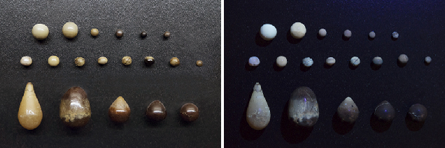 Comparison of Pinctada maxima (top and middle) and pen pearl (bottom) samples’ reactions under LWUV radiation.