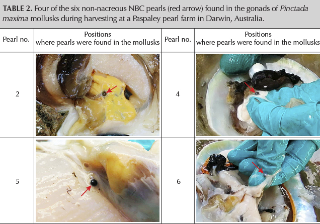 Four of the six non-nacreous NBC pearls (red arrow) found in the gonads of Pinctada maxima mollusks during harvesting at a Paspaley Pearls farm in Darwin, Australia. 