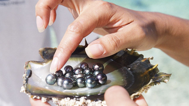 母貝殻内のタヒチ産黒真珠。