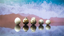 A row of five low-quality bead cultured pearls.