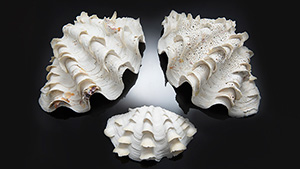 Tridacna shells