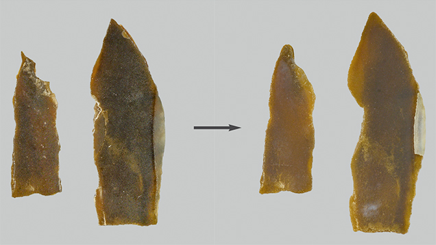 Pieces of <em>P. margaritifera</em> shell before and after bleach treatment