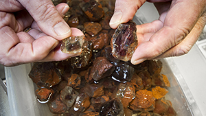 Large sunstone rough from the Ponderosa mine in Oregon