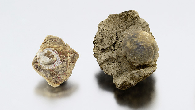 Fossilized shell blister (left) and blister pearl (right).