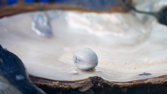 19.94 ct pearl collected off Eighty Mile Beach