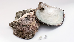 Figure 1. Two atypical bead cultured pearls recovered from <em>Pinctada radiata</em> mollusks from Abdulla Al Suwaidi’s farm in the UAE. Pearl A (left) weighs 0.87 ct, and pearl B (right) weighs 0.94 ct. Photo by Gaurav Bera.
