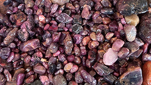 Figure 1. A handful of gem gravel collected from the Lofa River in Weasua, Liberia, showing the high concentration of ruby material. Photo courtesy of Diamonds for Peace.