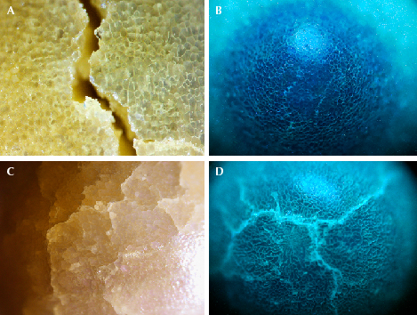 Figure 2. A: Non-nacreous cellular structure with a significant surface-reaching crack in pearl A; field of view 0.5 mm. B: DiamondView image of the cellular structure on the black area on pearl A. C: Cellular structure with a network of subsurface cracking on pearl B; field of view 1.6 mm. D: DiamondView image of a spectacular greenish blue reaction of the cellular structure and the subsurface cracks on pearl B. Images by Karan Rajguru (A, B, and D) and Pfokreni Nipuni (C).