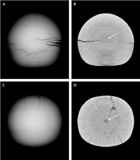 Figure 3. Top: RTX imaging of pearl A shows an acicular structure with significant surface-reaching cracks (A), and &mu;-CT imaging reveals a minute core (B). Bottom: RTX imaging of pearl B shows an acicular structure with a few subsurface cracks (C), and &mu;-CT imaging reveals a small central core (D).