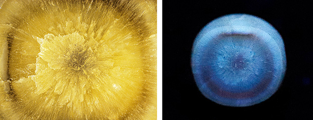 Figure 4. Left: Cross section of pearl B after grinding, revealing an acicular structure with a dark inner ring and a small central core; field of view 2.1 mm. Right: Long-wave UV image of the cross section with the dark ring and core showing a brownish red reaction. Photos by Karan Rajguru.