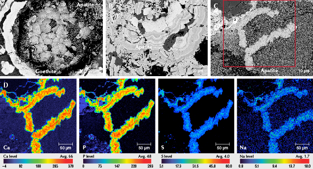 Figure 14. BSE images of euhedral apatite flakes precipitated in the cavities of goethite (A), irregular flakes and long-prismatic apatite (B), and vermicular crystals of apatite in matrix (C). D: EPMA element mapping of the calcium, phosphorus, sulfur, and sodium distributed in the apatite’s vermicular form. Images by Ling Liu.