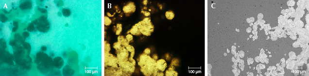 Figure 15. A: Bluish green round inclusions (a mixture of apatite and turquoise). B: The turquoise portion is opaque, while some mixture of apatite and turquoise is transparent under transmitted light in thin sections. C: Variations in brightness observed in an EPMA-BSE image of the round inclusions, with transparent parts appearing brighter than the opaque parts. Images by Ling Liu.