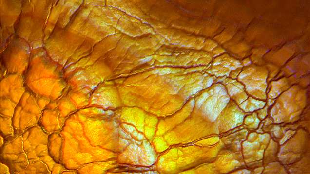 This fire agate from Mexico displays an interesting weblike network of shrinkage cracks that were likely the result of desiccation during formation. Photomicrograph by Nathan Renfro; field of view 4.11 mm.
