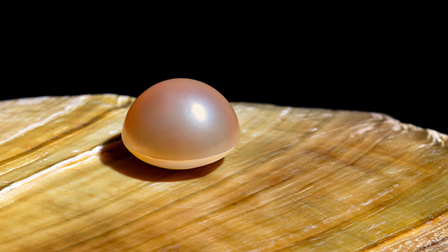 Figure 1. Assembled freshwater bead cultured half-pearl on an American freshwater shell. Photo by Rhonda Wilson.