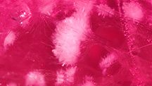 Devitrified glass inclusions resembling pom-poms or sea urchins in a clarity-enhanced ruby. Photomicrograph by Kevin Bishop and Joseph Hukins; field of view 1.99 mm.