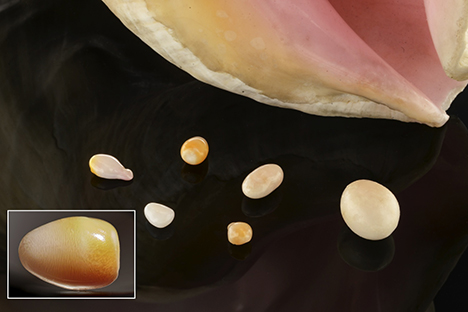 Six of the eight studied nonbead-cultured pearls.