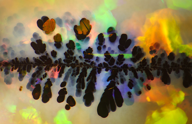 Photomicrograph of black manganese oxide “plumes” in an Australian opal