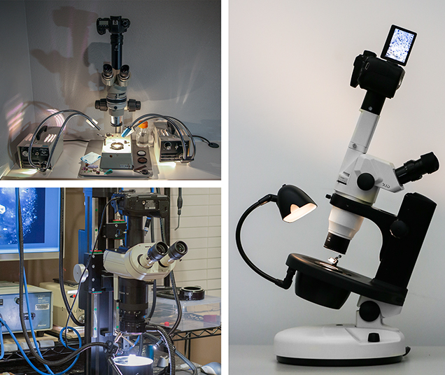 The author’s photomicrography equipment, including microscopes, cameras, illuminators, and lenses.