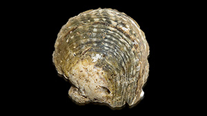 Pinctada mazatlanica shells.
