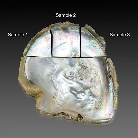 Shell divided for testing.