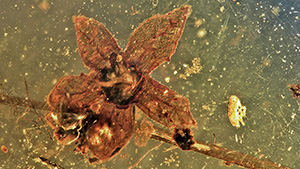 Tropidogyne flower in amber