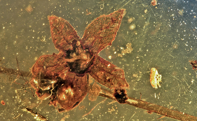 Tropidogyne flower in amber