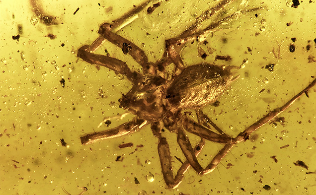 Spider trapped in amber