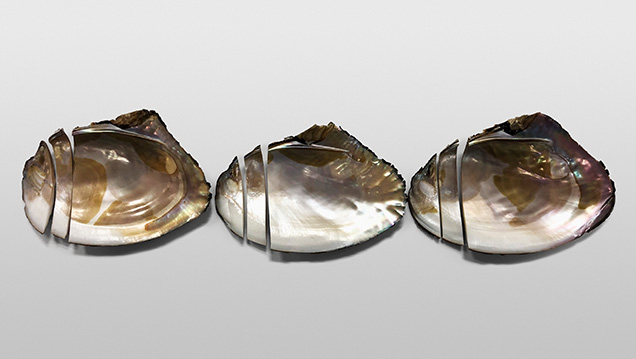 Three shells from Lake Kasumigaura sliced for chemical composition analysis