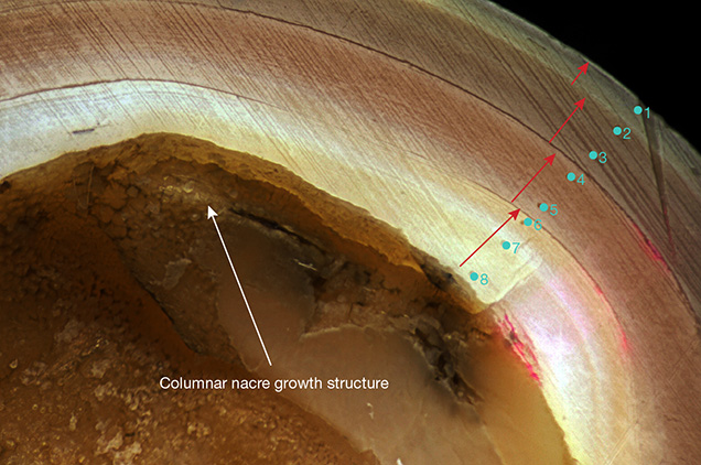 Cross section of a Kasumiga pearl indicating a growth period of four years