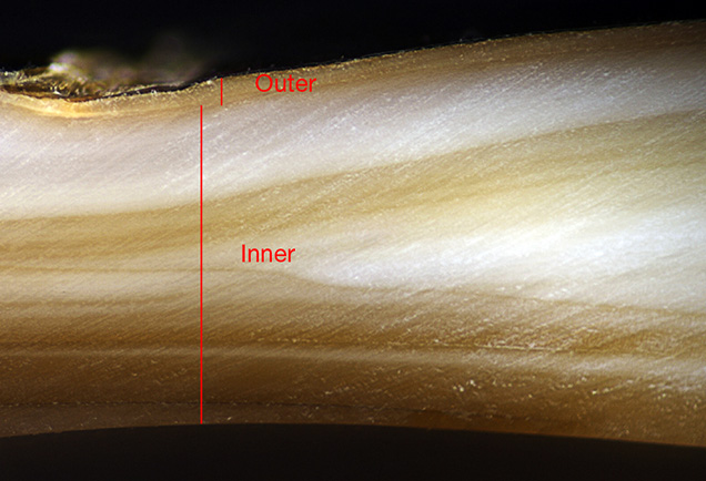 Layers of <I>Hyriopsis</I> hybrid shell from Lake Kasumigaura