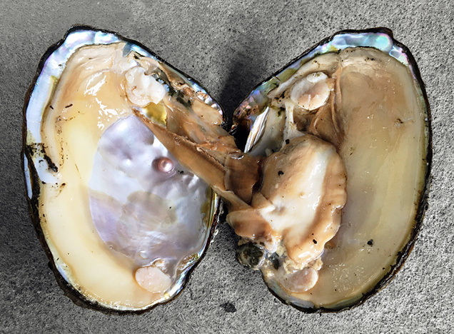 Pearl and shell from <I>Hyriopsis schlegeli</I> × <I>Hyriopsis cumingii</I> hybrid