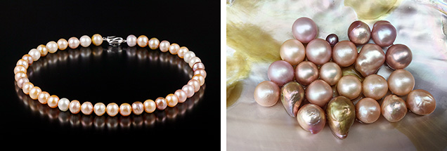 Kasumigaura pearl necklace and recently harvested nucleated pearls