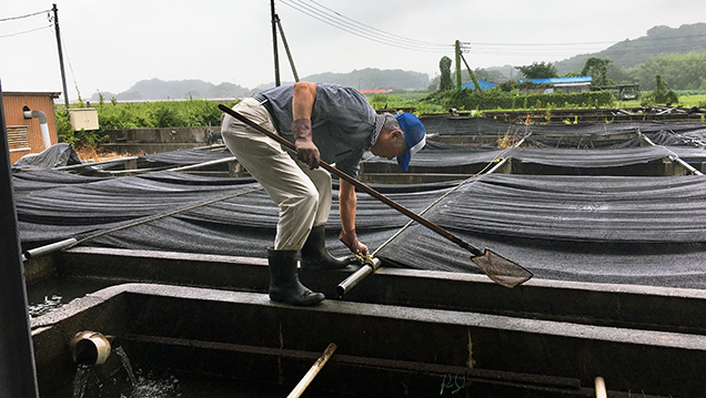 Specially constructed pools for growing mollusk larvae at Lake Kasumigaura