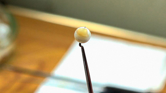 Metal pin used for the nucleation of Kasumiga pearls