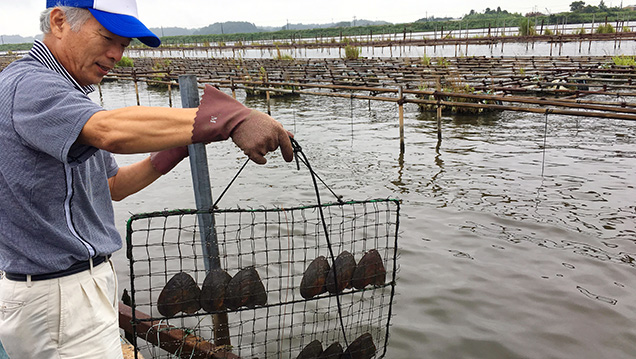 Shells placed in cage nets for cultivation at Lake Kasumigaura