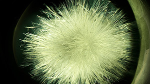 A yellowish green glass with numerous wollastonite needles similar in appearance to the horsetail inclusions in demantoids.