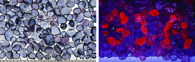 Wide variation of UV fluorescence in Yogo sapphires