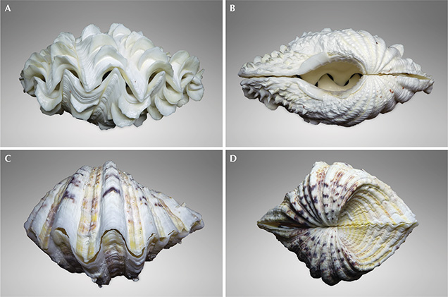 Shells from the Tridacnidae family