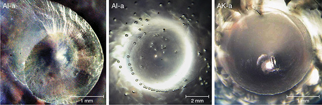 Spirals at the poles in pearls from the Tridacnidae family