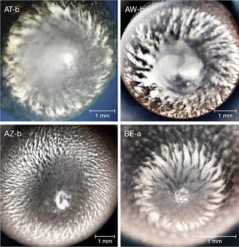 Blade impeller flame structures in pearls from the Tridacnidae family